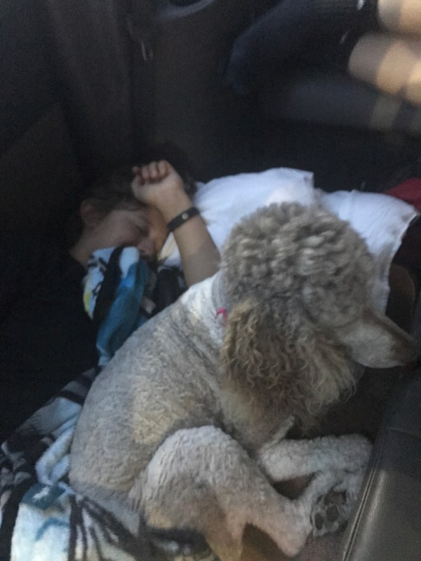 Sadie and Jesse napping