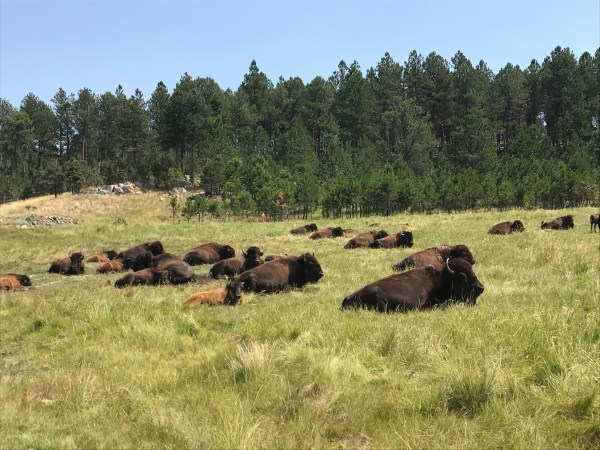 Custer State Park
